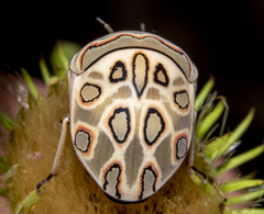 Sphaerocoris annulus
