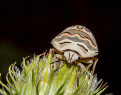 Sphaerocoris annulus