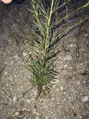 Hymenothrix loomisii