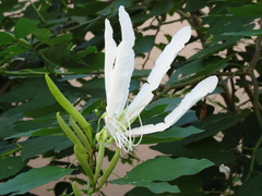 Magnoliopsida