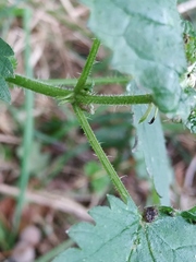 Urtica dioica