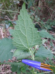 Urtica dioica