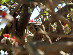 Mimus saturninus