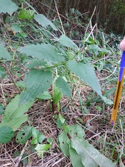 Urtica dioica