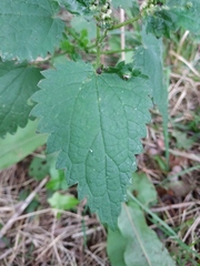 Urtica dioica