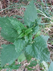 Urtica dioica
