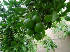Citrus × limon