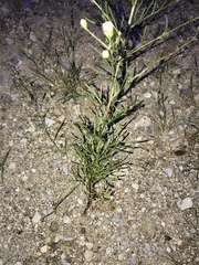 Hymenothrix loomisii