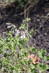 Pelargonium ranunculophyllum