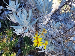 Senecio carnerensis