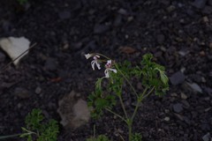 Pelargonium ranunculophyllum