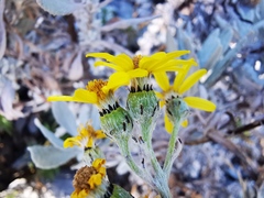 Senecio carnerensis