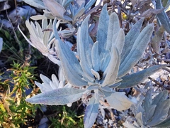 Senecio carnerensis