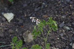 Pelargonium ranunculophyllum