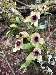 Telipogon latifolius