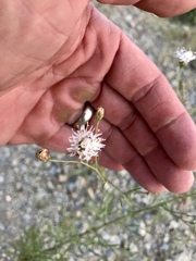 Hymenothrix loomisii