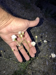 Hymenothrix loomisii