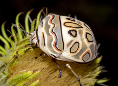 Sphaerocoris annulus