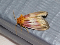 Eulithosia plesioglauca