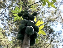 Vasconcellea pubescens