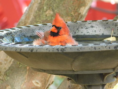 Cardinalis cardinalis