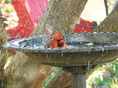 Cardinalis cardinalis