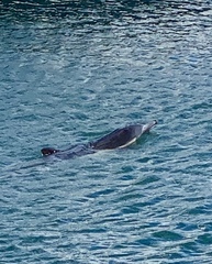 Delphinus