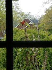 Cardinalis cardinalis