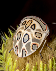 Sphaerocoris annulus