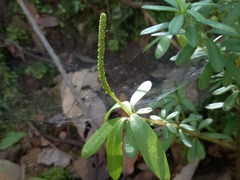 Peperomia leptophylla