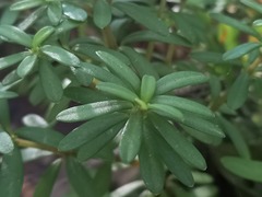 Peperomia leptophylla