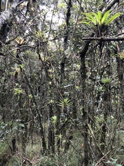 Tillandsia biflora