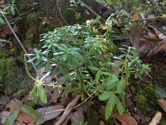 Peperomia leptophylla