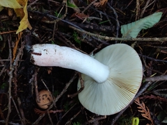 Russula mordax