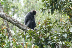 Semnopithecus vetulus
