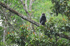 Semnopithecus vetulus