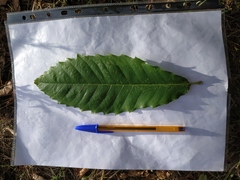 Castanea sativa