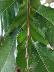 Castanea sativa
