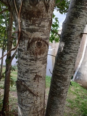 Castanea sativa
