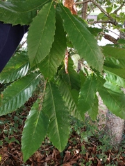 Castanea sativa