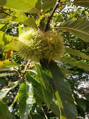 Castanea sativa