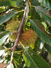 Castanea sativa