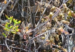 Cotyledon papillaris