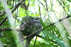 Batrachostomus moniliger