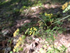 Arracacia aegopodioides