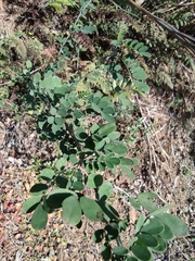 Indigofera tinctoria