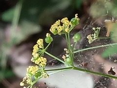 Arracacia aegopodioides