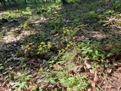 Arracacia aegopodioides