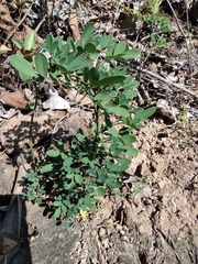 Indigofera tinctoria