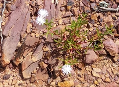 Mesembryanthemum longistylum